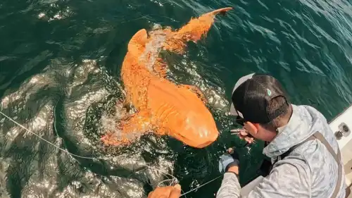 القرش الذهبي