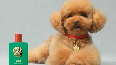 عطر الكلاب من دولتشي آند غابانا 