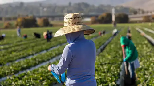 عمالة مكسيكية مهاجرة في الولايات المتحدة