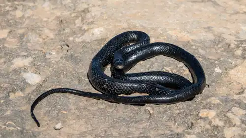 ثعبان Calamaria mizoramensis