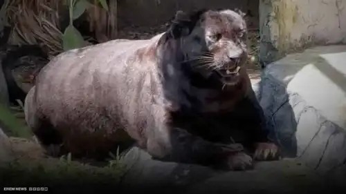 النمر السمين