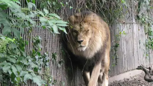 أسد داخل حديقة حيوان