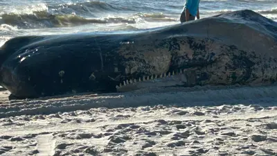 حيتان نافقة 