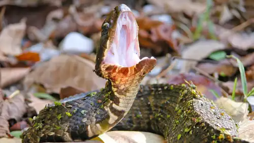 الثعبان القطني