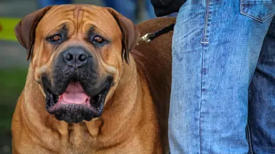 كلب من سلالة بولماتسيف