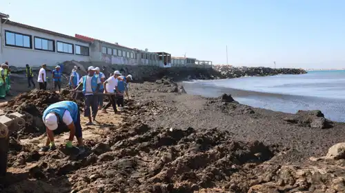 طحالب بحرية على أحد الشواطئ الجزائرية