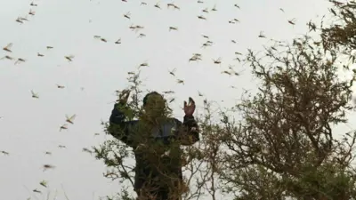 اصطياد الجراد الصحراوي