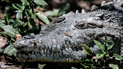 تمساح (تعبيرية)