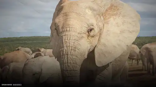 أفيال تغزو قرى إندونيسيا