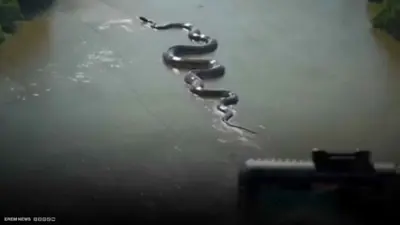  أفعى أناكوندا ضخمة