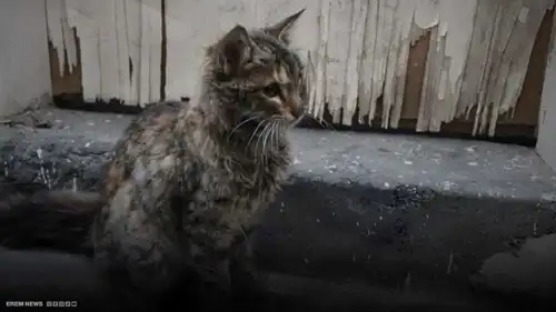 جريمة ضد قطة تشعل الشارع المصري.. والنيابة تتوعد بعقوبات مشددة