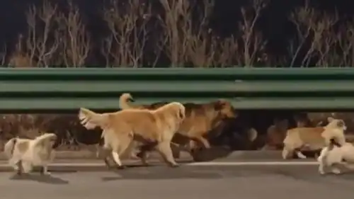 الكلاب المفقودة