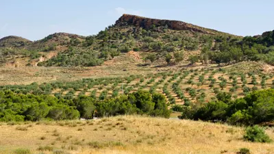 أشجار الزيتون في إحدى القرى التونسية 