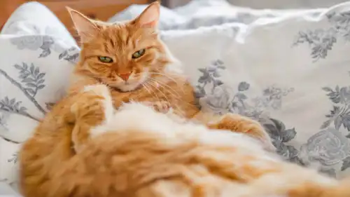 قطط برتقالية 