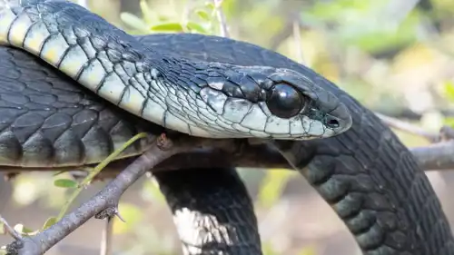 المامبا السوداء