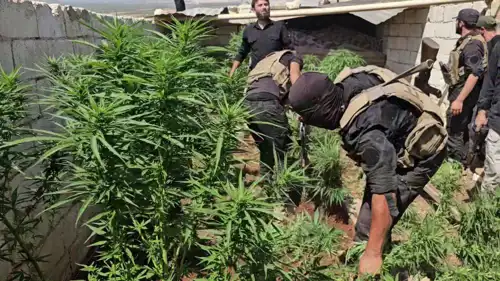 ضبط مزرعة للقنب في ريف حلب