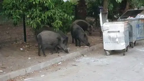 خنازير برية في أزمير التركية 