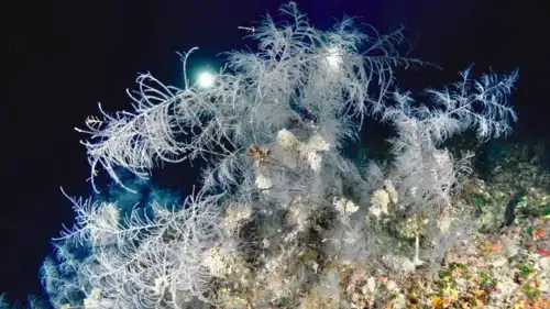 مرجان أسود في نيوزيلندا