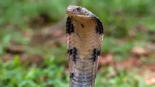 الكوبرا المكلية