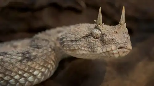 الأفعى المقرنة الصحراوية (أم جنيب)