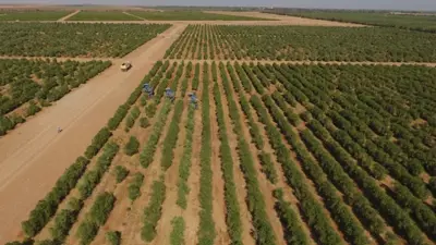 حقول الزيتون في الجوف