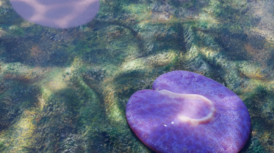 كويستيو سيمبسونوروم