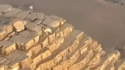 كلب أعلى قمة الهرم الأكبر