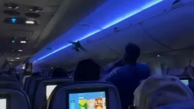 إحدى الحمامتين تطير في بهو الطائرة