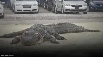 تمساح يتسبب في حادث مروع 