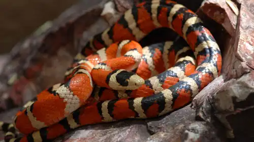 ثعبان الملك الجبلي