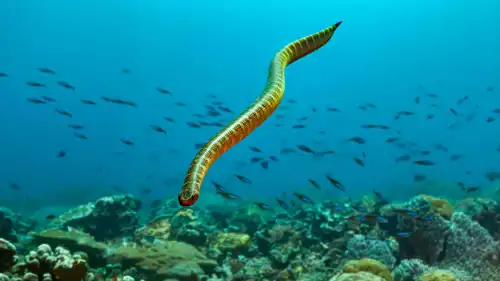 أفعى البحر السوداء المقلَّمة