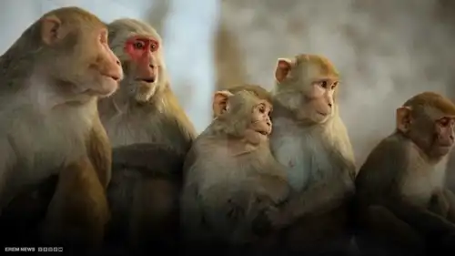 هجوم جماعي لقرود مفترسة ينهي حياة رجل في قرية هندية