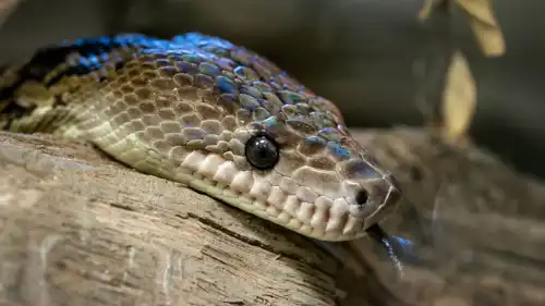 ثعبان بوا كوبا (Chilabothrus angulifer