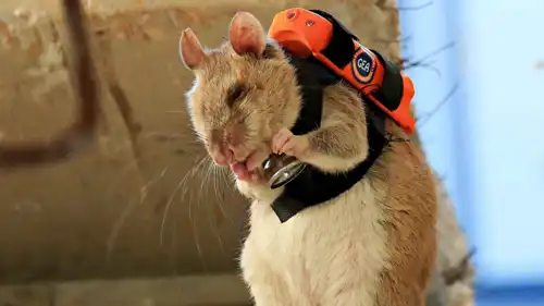 فأر مدرب على البحث تحت الأنقاض