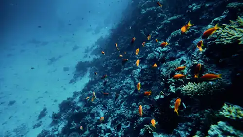 أعماق البحار