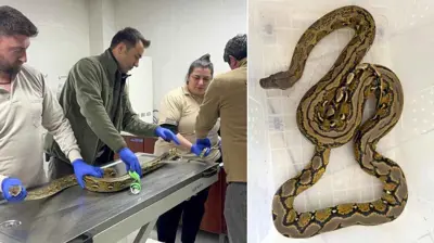 قياس طول ثعبان وجد في حافلة ركاب