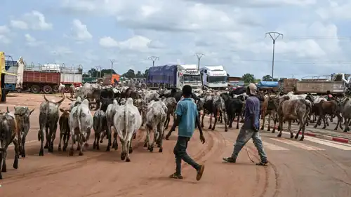 راعي أبقار مع قطيعه في ساحل العاج