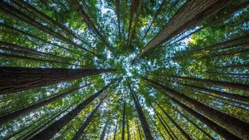 أصوات الغابة - تعبيرية