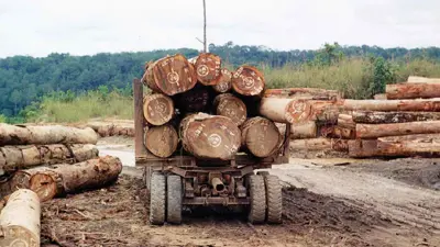 من أعمال تقطيع الخشب في الكاميرون