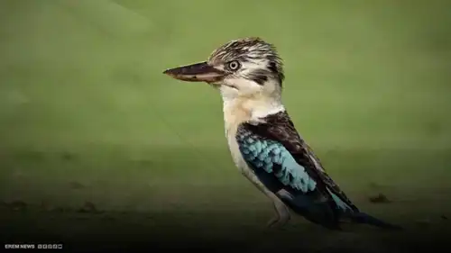 صدمة في أستراليا.. طيور ذكور تضع بيضًا وسط ذهول العلماء