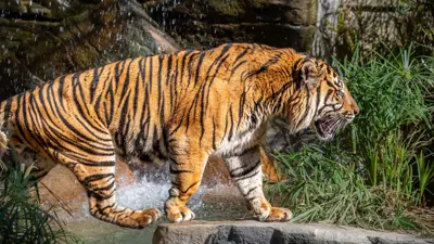 نمر بإحدى حدائق الحيوان 