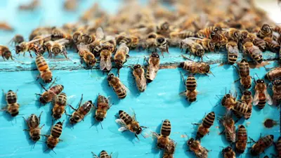 أعداد كبيرة من النحل 