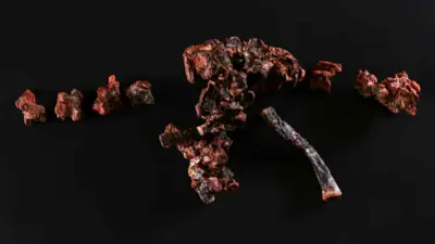 جوندواناكس بارايسينسيس