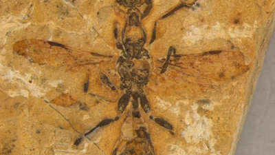 الأحفورة المكتشفة