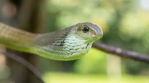 أنثى ثعبان الشجر الأفريقي