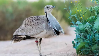 طيور الحبارى