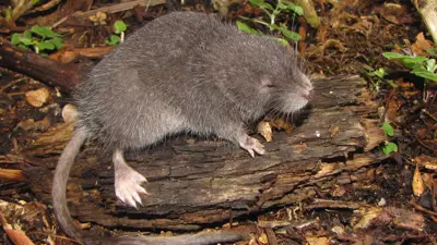 القارض Incanomys mayopuma