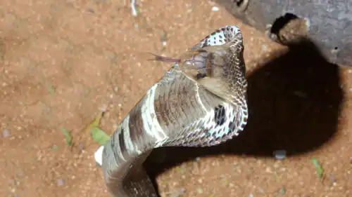 الكوبرا العربية 