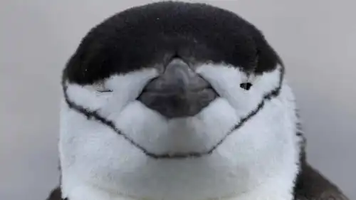 بطريق ذو الذقن السوداء