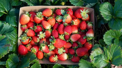 (الفراولة (تعبيرية